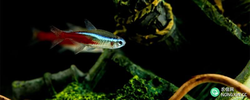 红绿灯鱼会繁殖吗，怎么繁殖