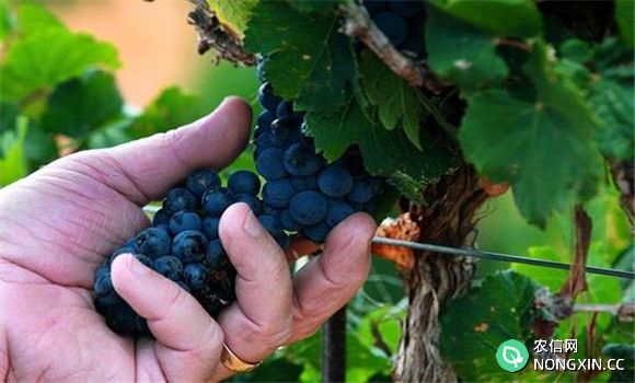晚熟葡萄品种有哪些
