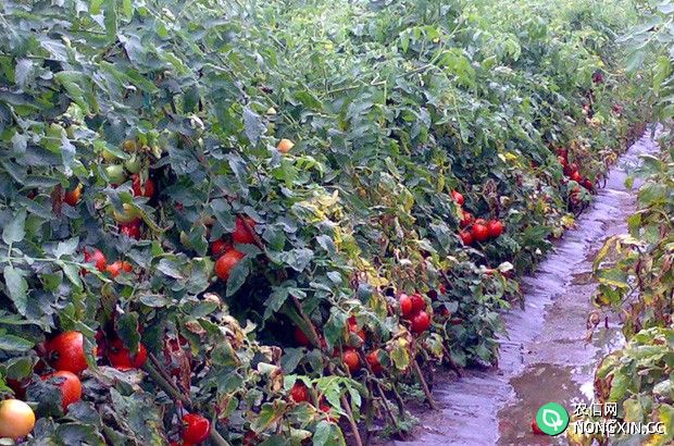 春茬露地番茄如何种植
