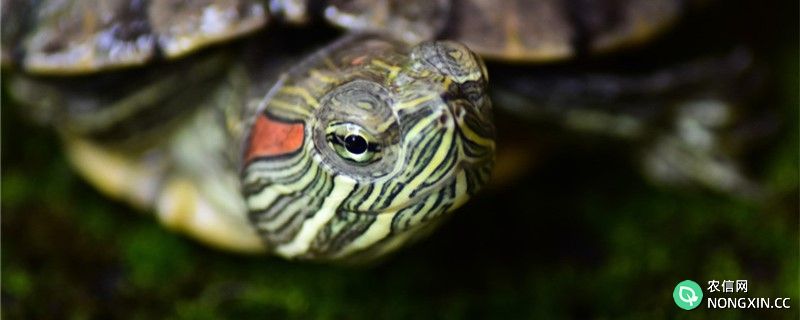 乌龟脖子上乳白色薄膜是什么，乌龟蜕皮要注意什么