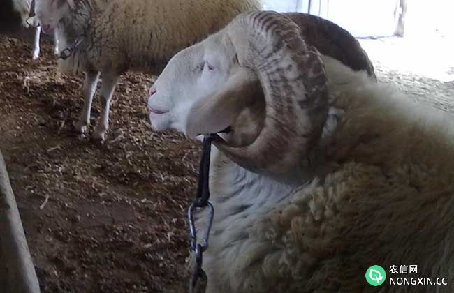 小尾寒羊养殖环境条件