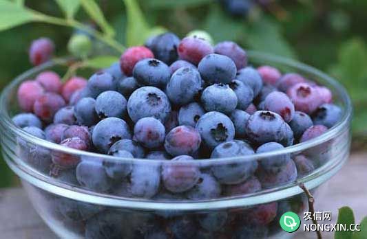 蓝莓种植管理方法