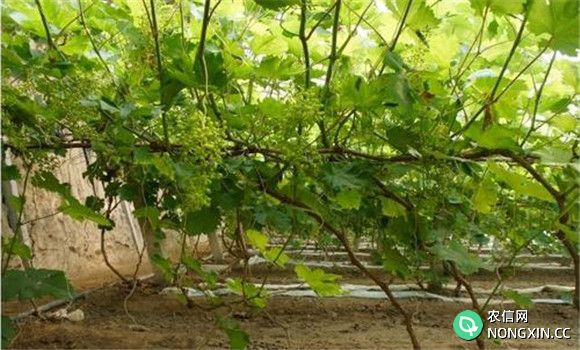 葡萄的地栽方法