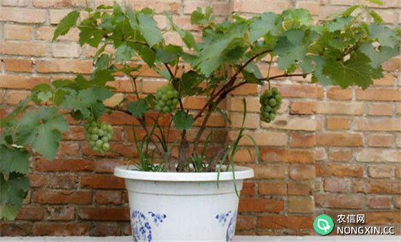 葡萄的盆栽方法