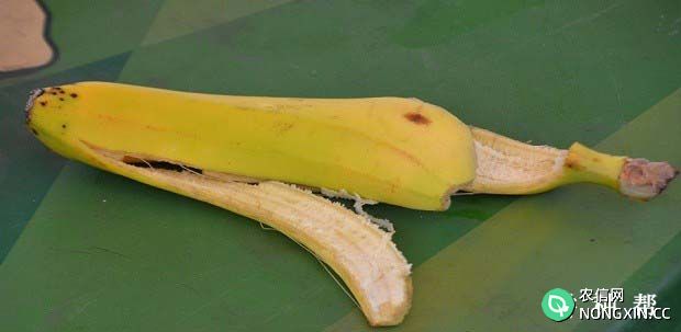 香蕉皮的功效与作用是什么