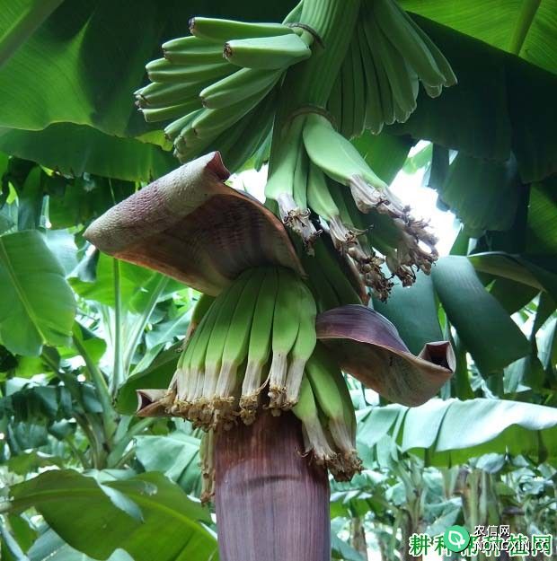 锰肥对香蕉生长起什么作用
