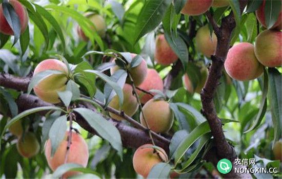 桃树对氮、磷、钾的吸收量