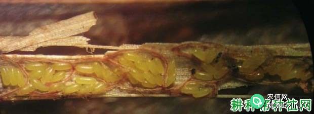 种植香蕉如何防治褐足角胸叶甲