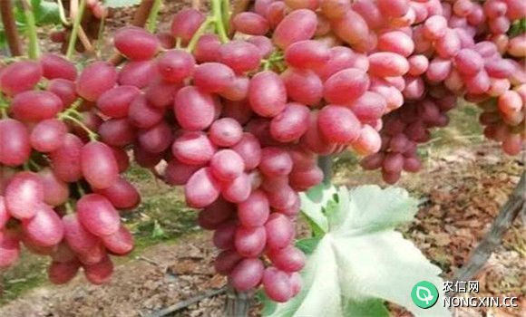 红地球葡萄的种植方法