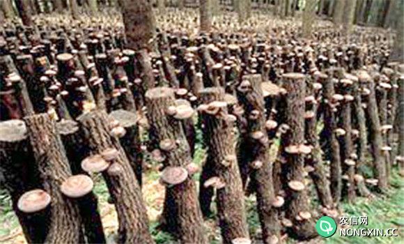 段木种植香菇技术要点