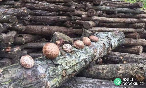 段木种香菇什么时候点菌