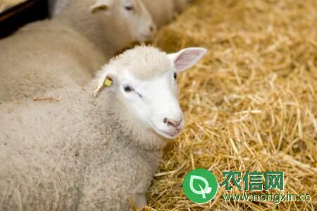 圈养羊全年吃干草行不行，过冬干草怎么储存