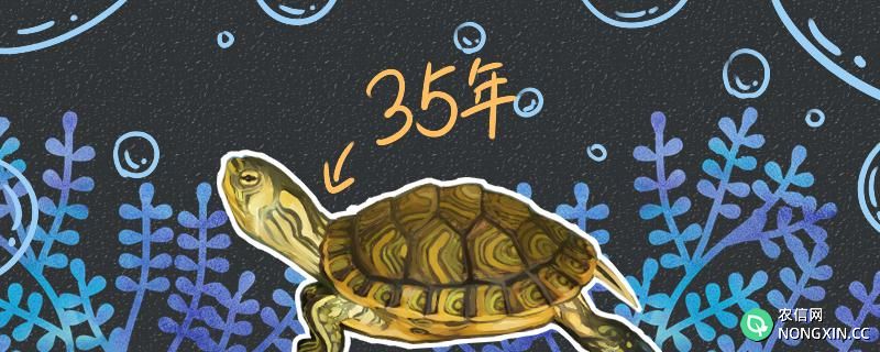 黄耳龟的寿命，判断黄耳龟是否成年的方法