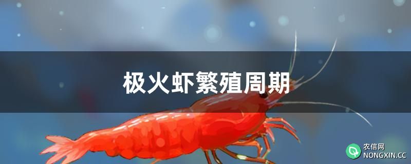 极火虾繁殖周期