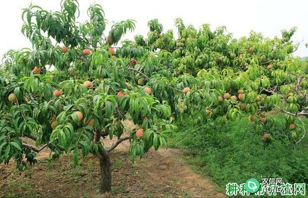 种植桃树如何防治桃白锈病