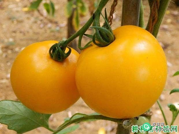 橙色西红柿更利于人体吸收