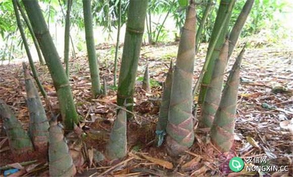 竹笋种植后的管理方法
