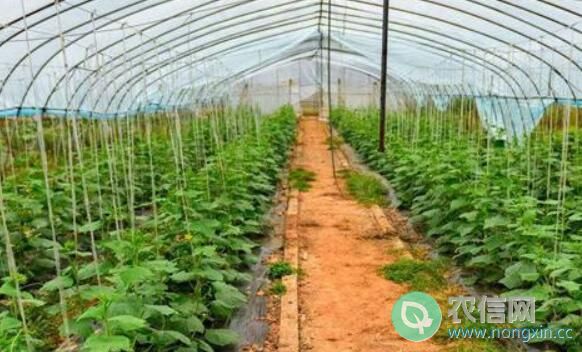 温室黄瓜的施肥原则，温室黄瓜的施肥方法