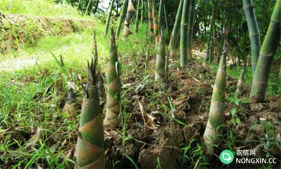 竹笋种植时间和方法