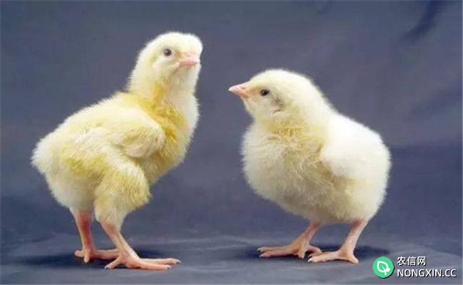 鸡疾病的本质是什么