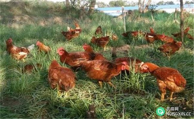 改善鸡场环境的主要手段