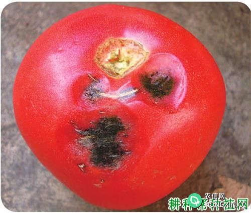 番茄黑斑病的防治方法 番茄黑斑病特效药有哪些