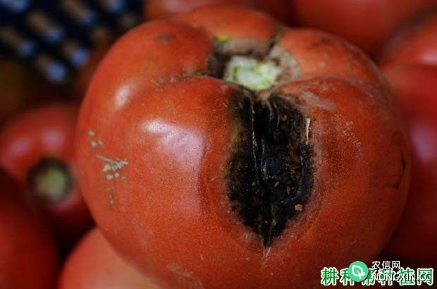 番茄黑斑病的防治方法 番茄黑斑病特效药有哪些