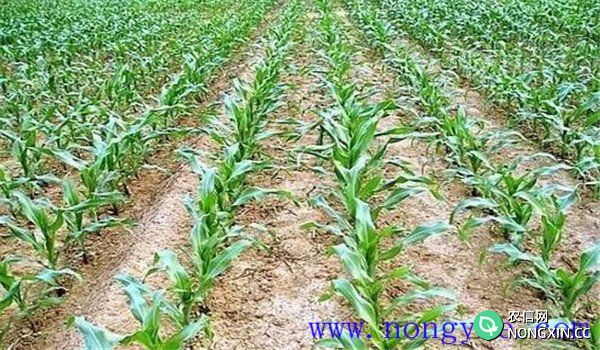 玉米使用封闭除草剂的必要性