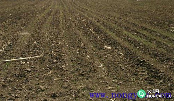 播后苗前土壤处理的除草剂有哪些