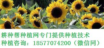 海南省规范农药市场
