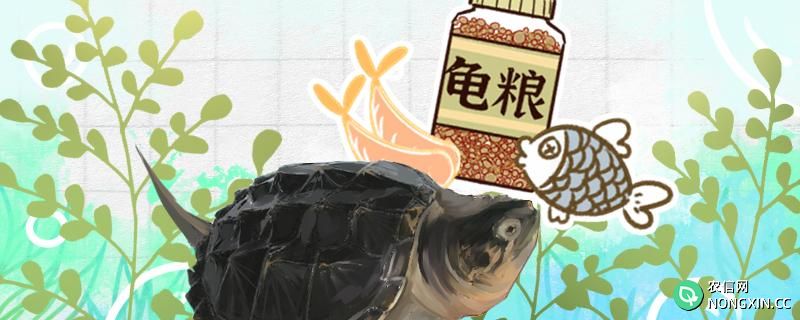 鳄龟吃龟粮吗，龟粮能提供给它们足够的营养吗