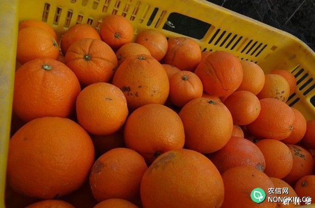 脐橙含有哪些营养成分
