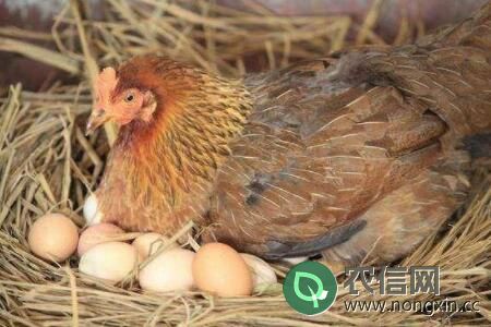 母鸡初次下蛋有什么征兆