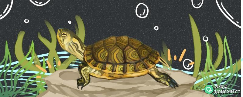 黄耳龟可以放生吗，不想养了怎么办