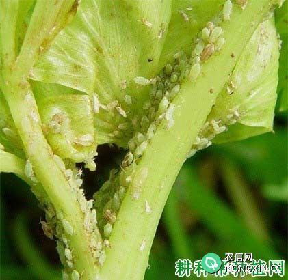 种芹菜如何防治胡萝卜微管蚜