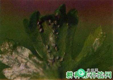 种芹菜如何防治胡萝卜微管蚜