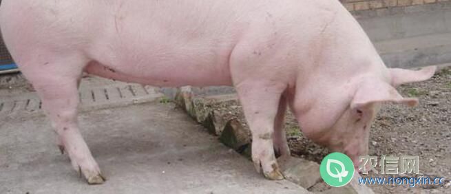 猪的出肉率一般是多少