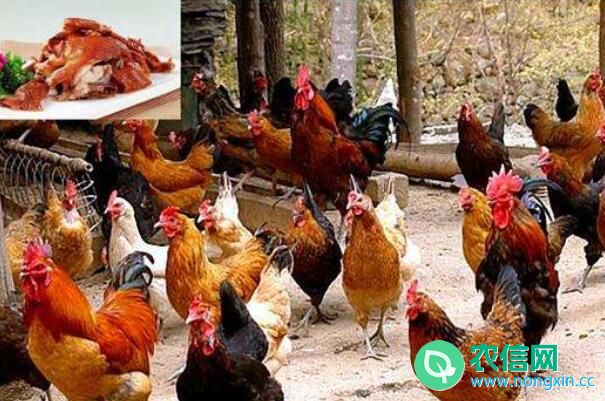 土鸡品种：河南卢氏鸡，适合山地放养(1)