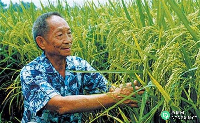杂交水稻是哪两种水稻杂交的