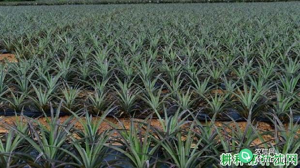 菠萝的高产种植方法过程