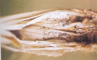 水稻菌核秆腐病怎样防治水稻菌核秆腐病用什么药