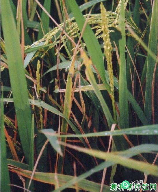 水稻窄条斑病如何防治水稻窄条斑病用什么药能治