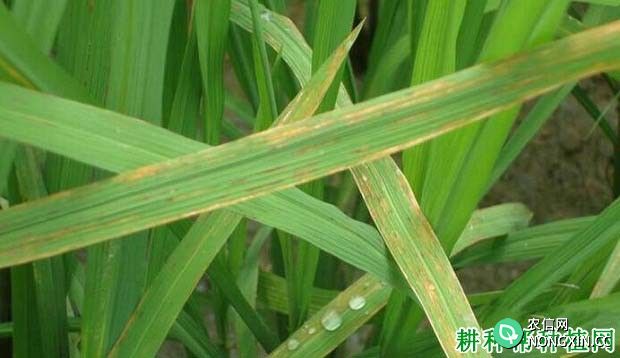 水稻窄条斑病如何防治水稻窄条斑病用什么药能治