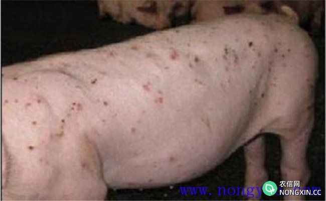 猪皮炎肾炎综合症病因