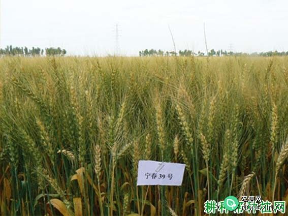 宁春39春性小麦品种好不好