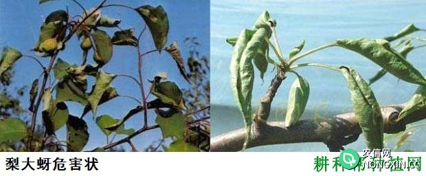 种植梨树如何防治梨大蚜