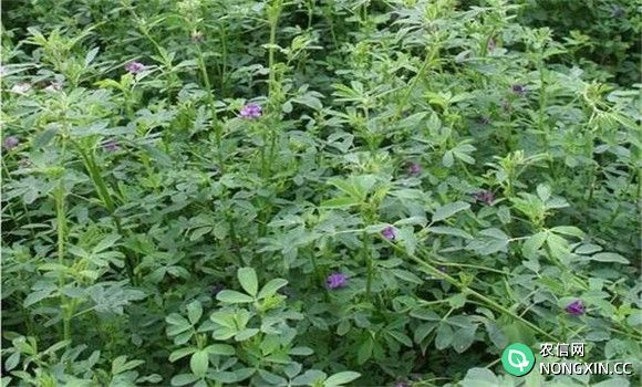 紫花苜蓿种植技术要点
