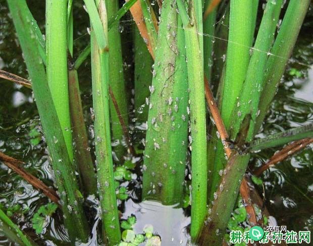 种植水稻如何防治白背飞虱