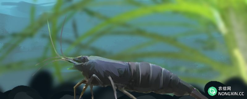 黑壳虾吃水草吗，吃褐藻吗