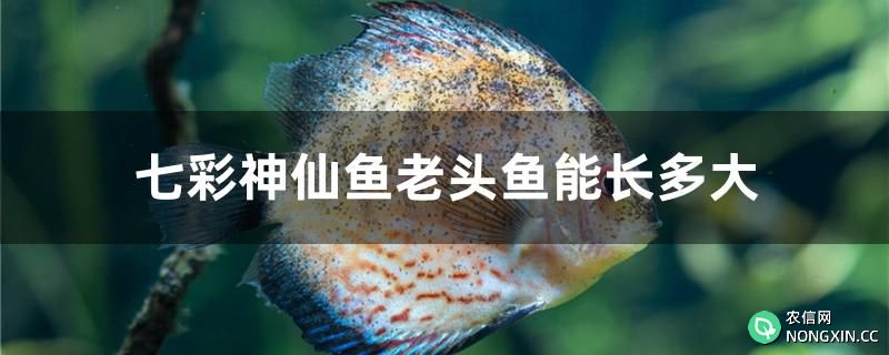 七彩神仙鱼老头鱼能长多大